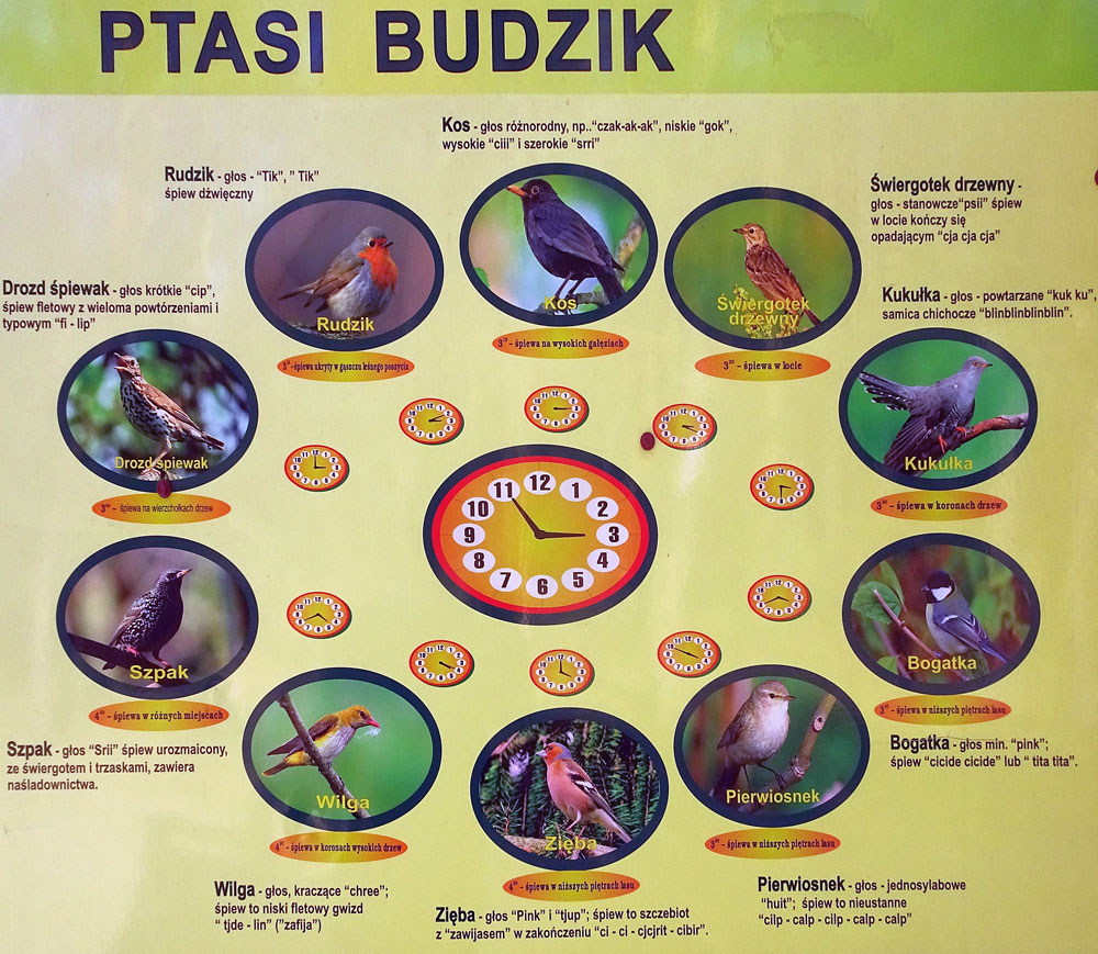 50a PtasiBudzikCOM