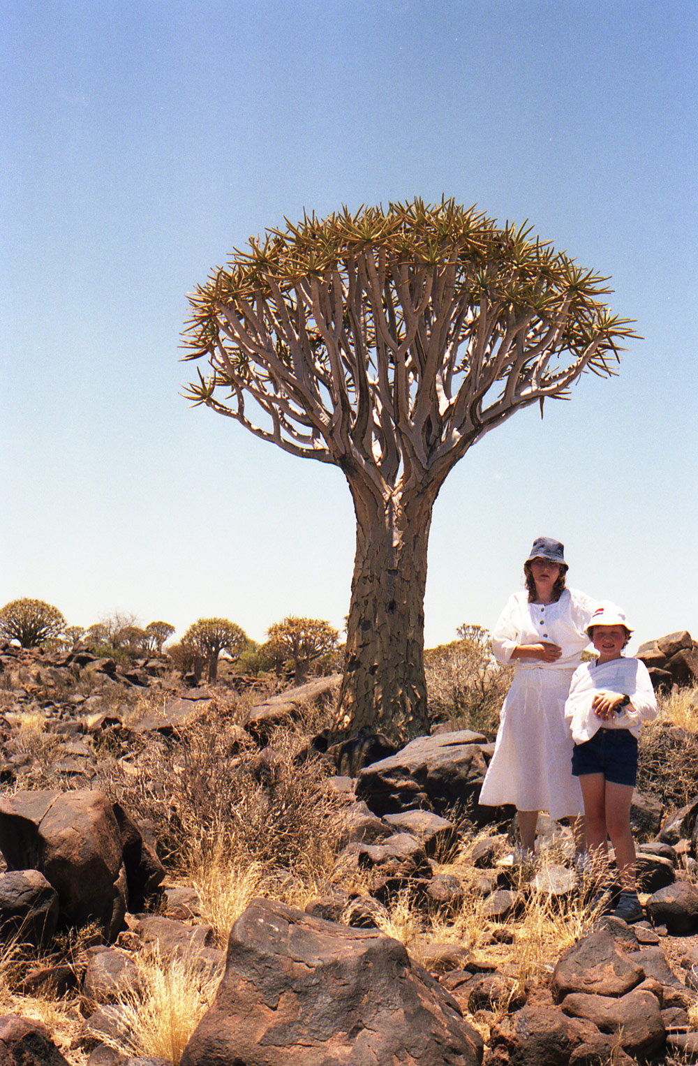 6kokerboom forest