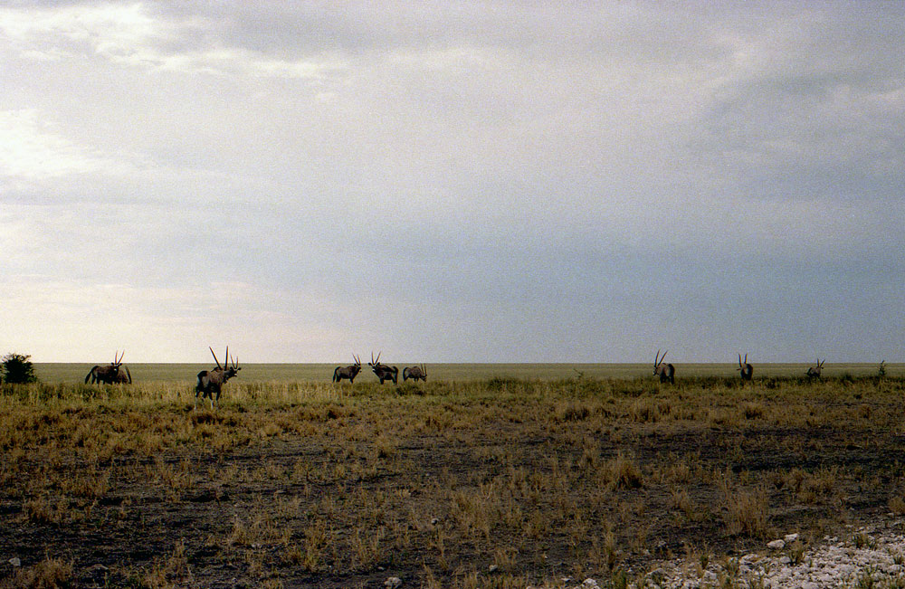 ETOSHA 001 com