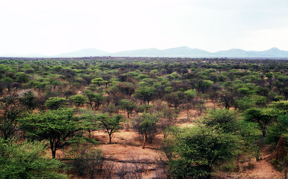 ETOSHA 0010 com