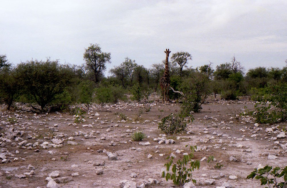ETOSHA 0013 com