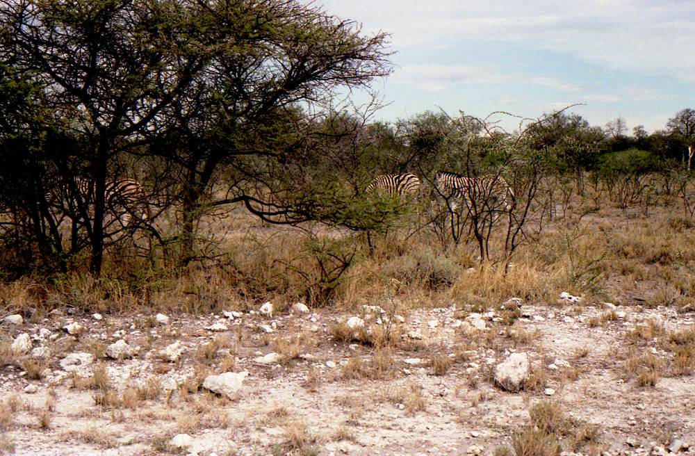 ETOSHA 0014 com