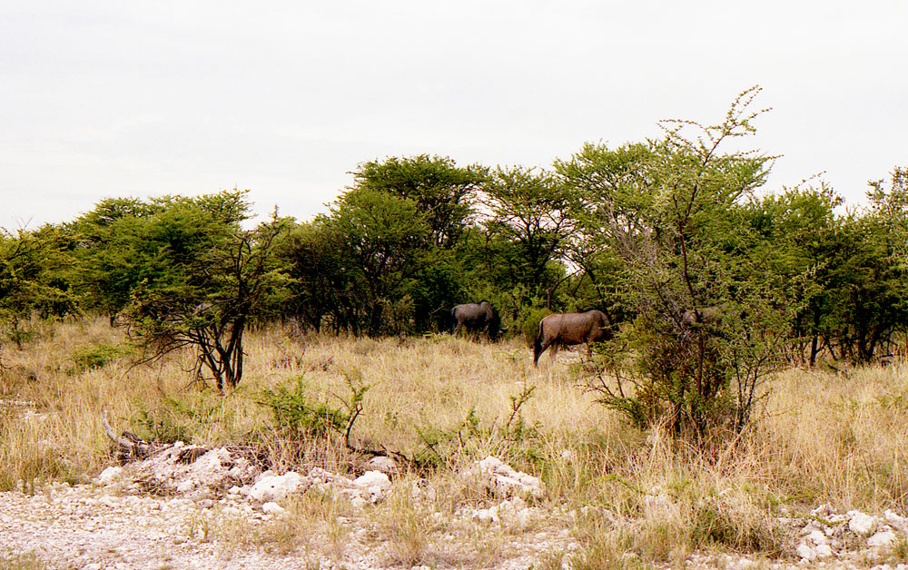 ETOSHA 0015 com