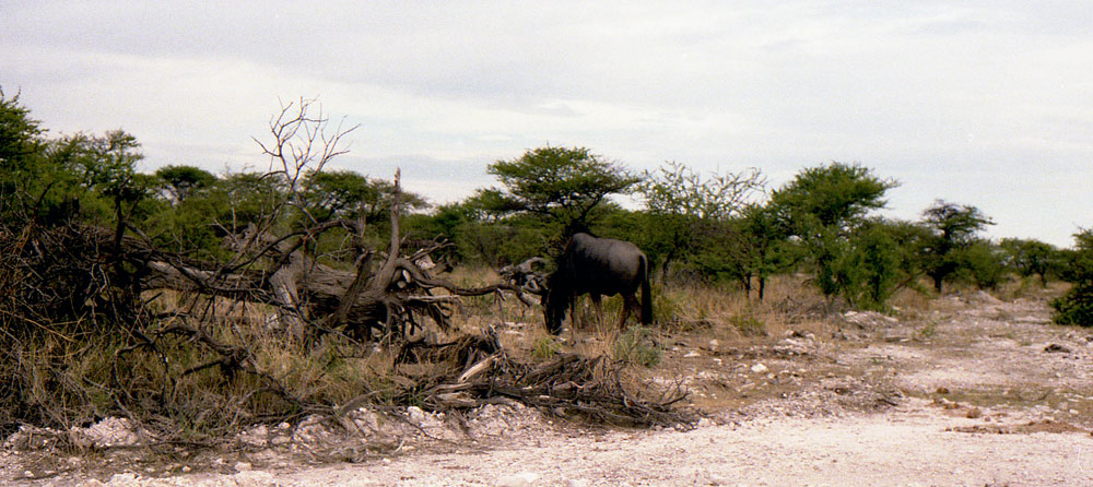 ETOSHA 0016 com