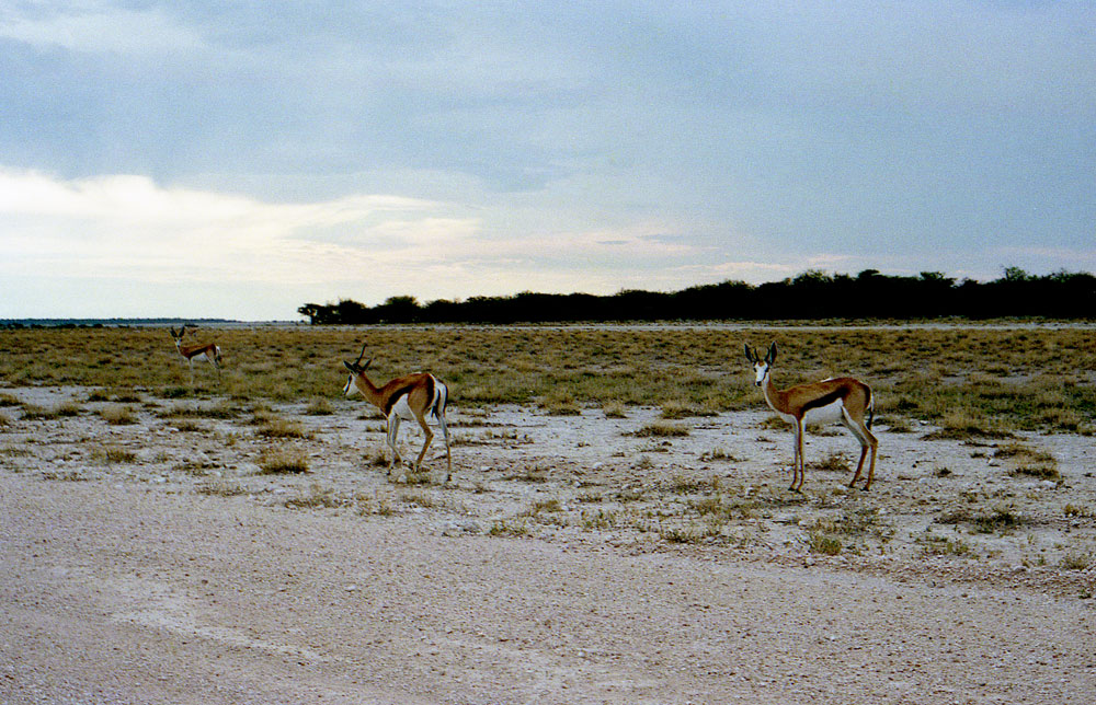 ETOSHA 0017 com