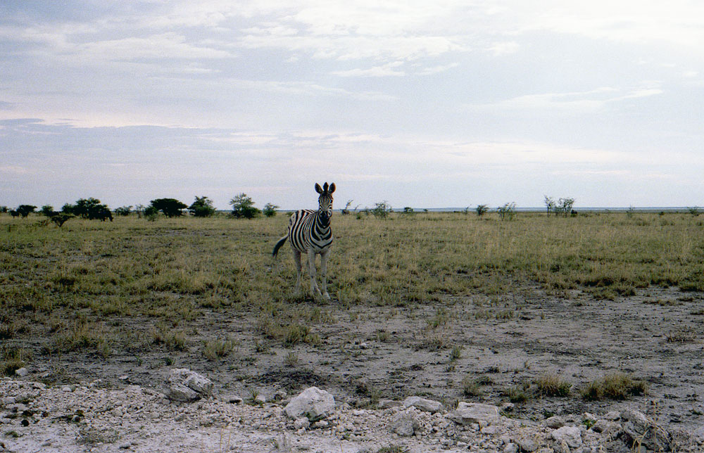 ETOSHA 0018 com