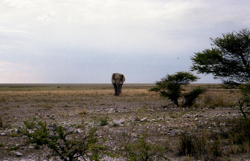 ETOSHA 0019 com