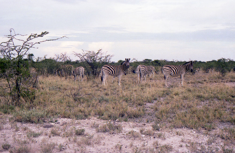 ETOSHA 0021 com