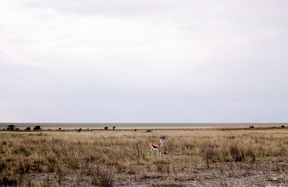 ETOSHA 0022 com
