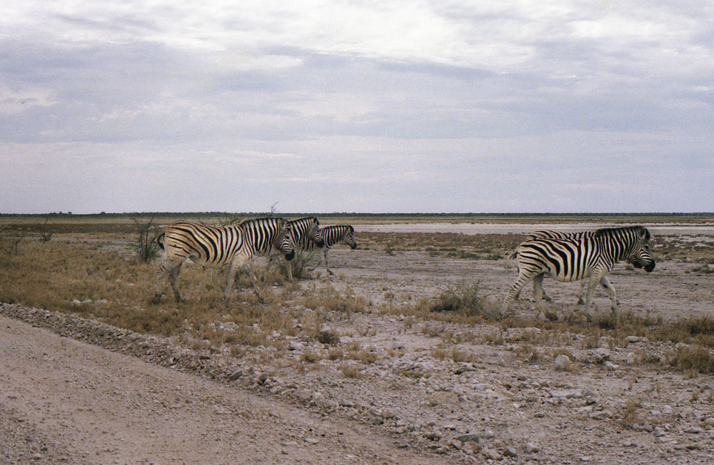 ETOSHA 0023 com