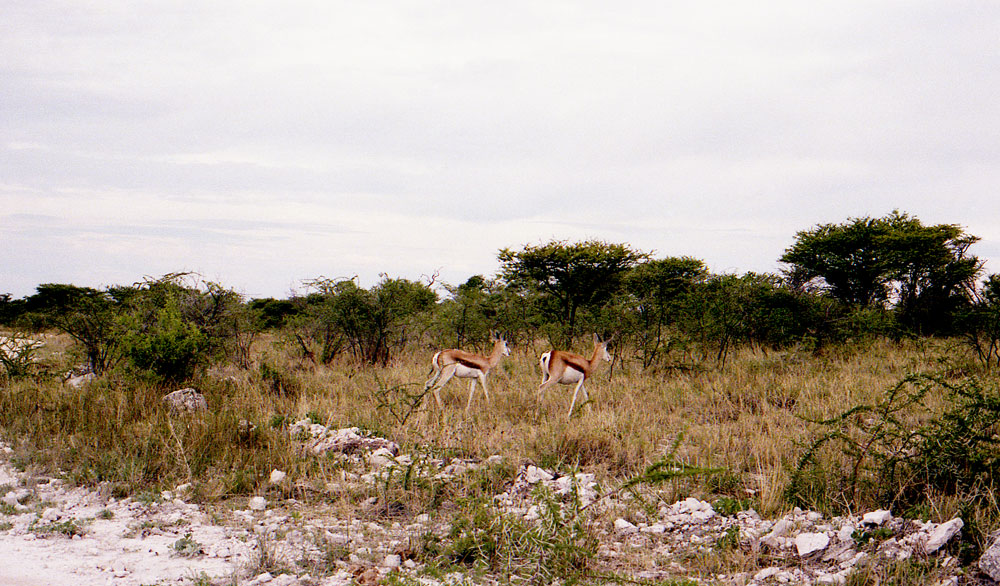 ETOSHA 0024 com