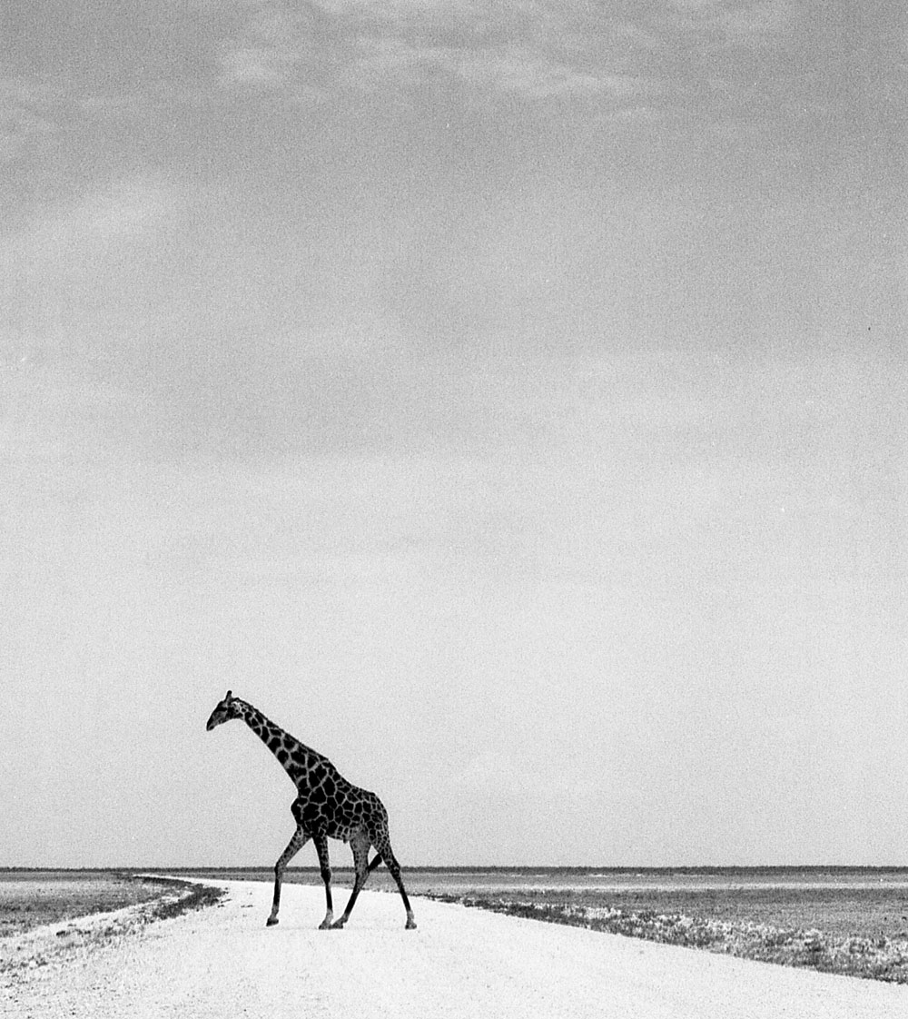 ETOSHA 0026 com