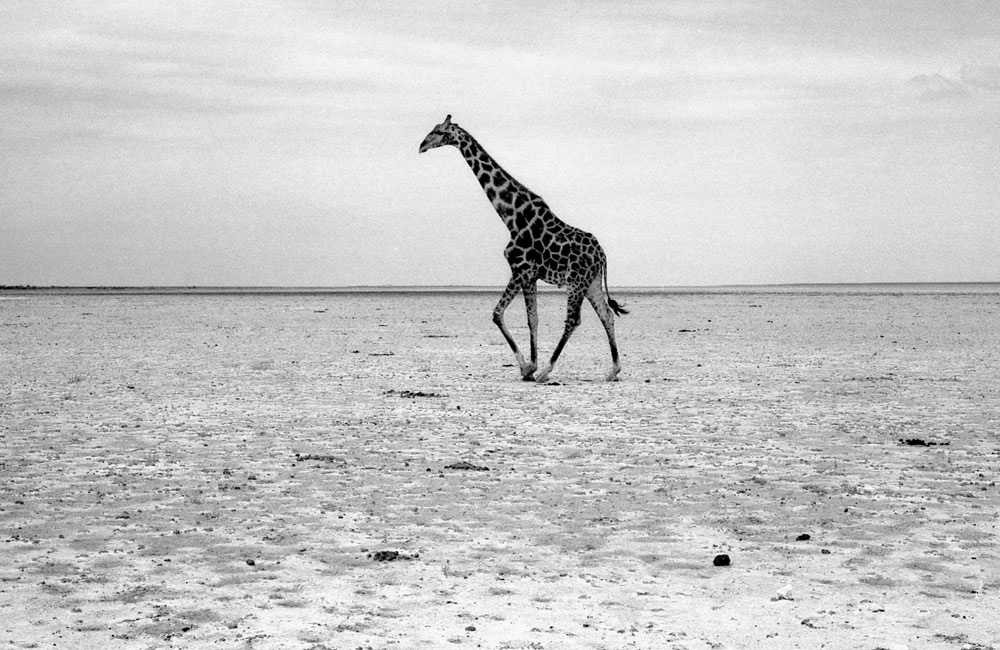 ETOSHA 0027 com