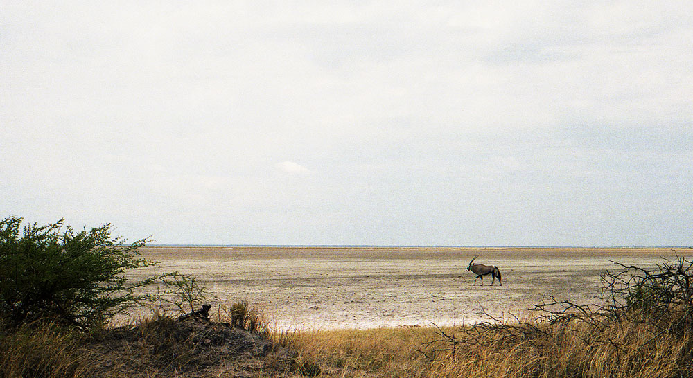 ETOSHA 003 com