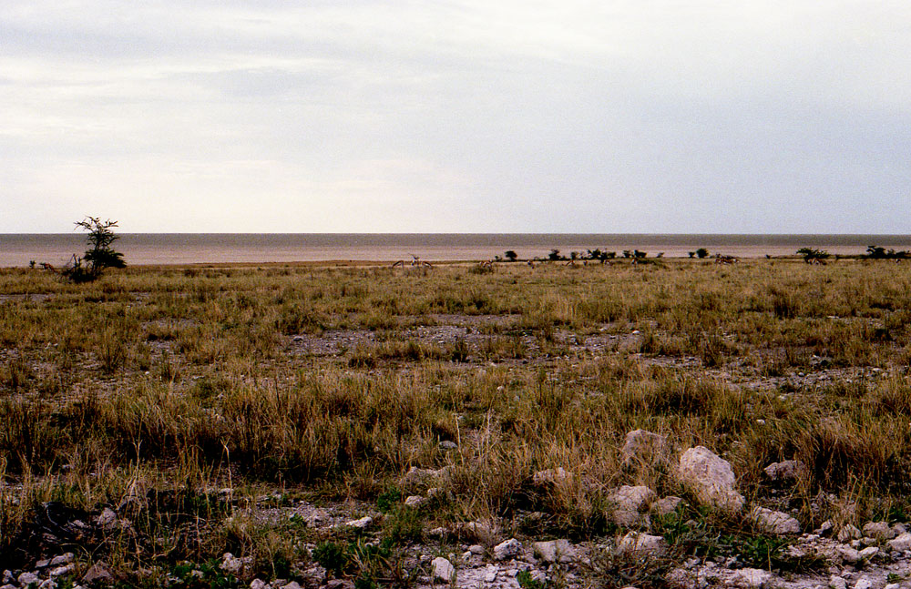 ETOSHA 004 com