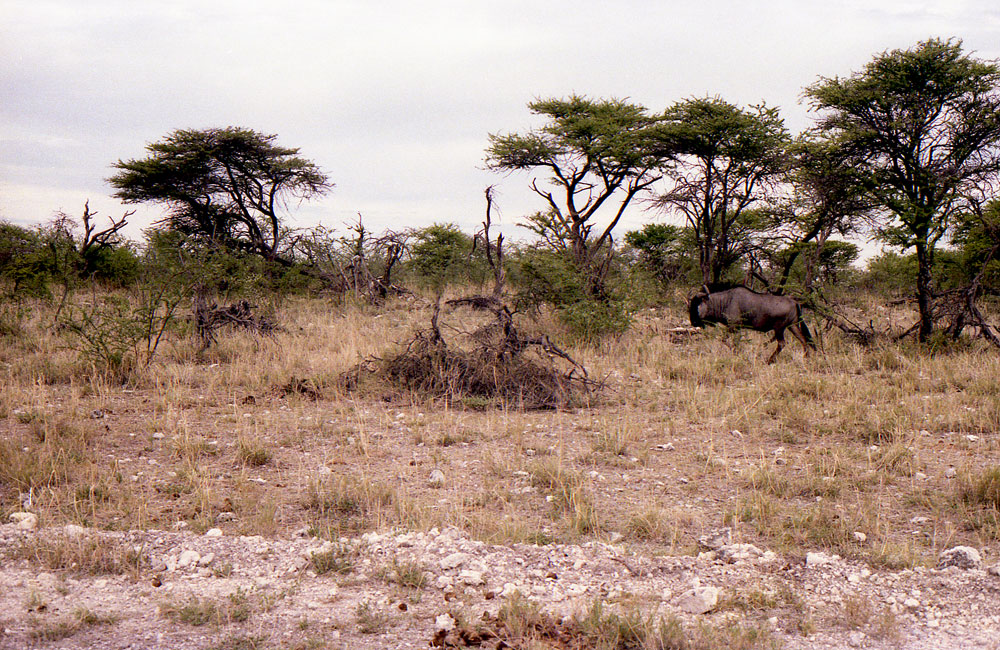 ETOSHA 005 com