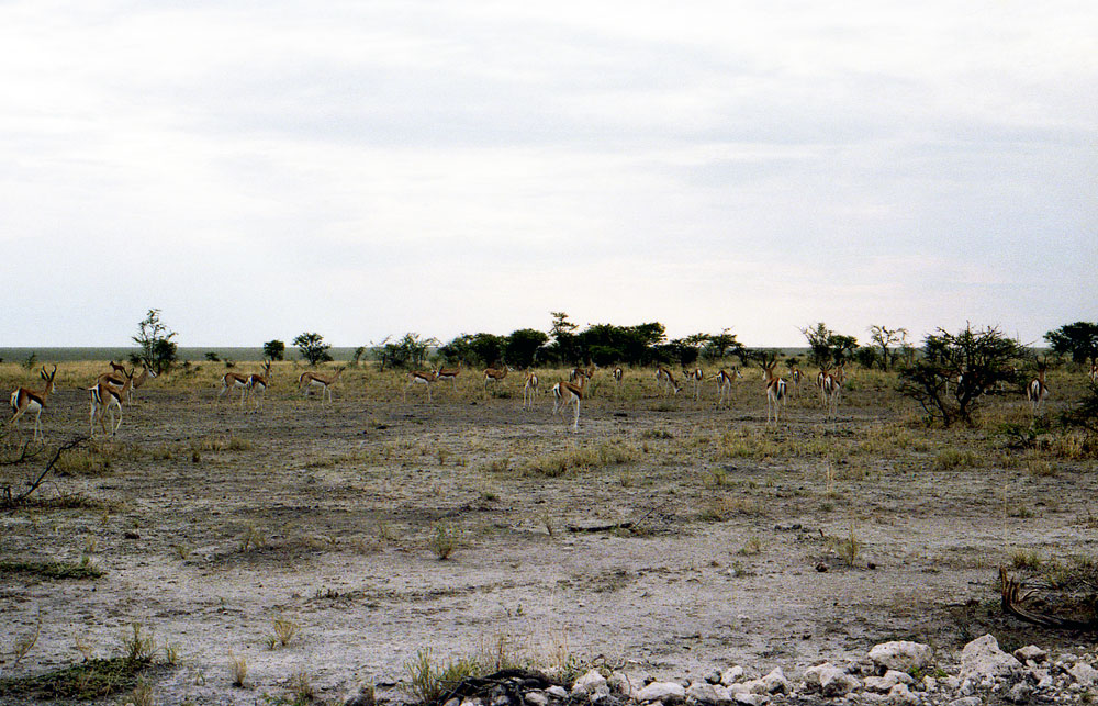 ETOSHA 008 com