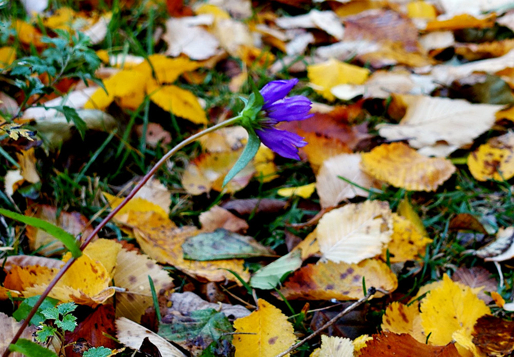 GOLDEN AUTUMN17