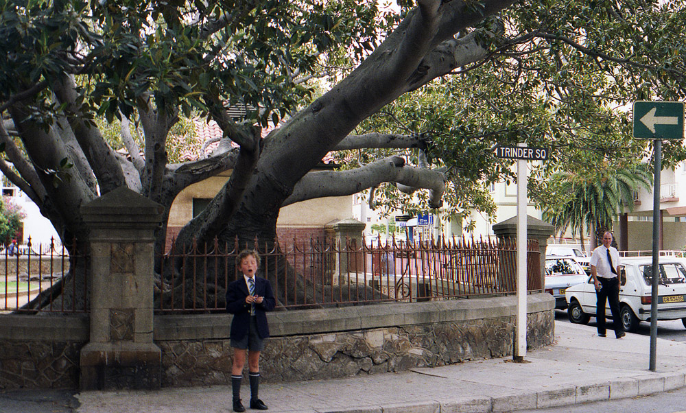 GREENWOOD PRIMARY272 kosz COM