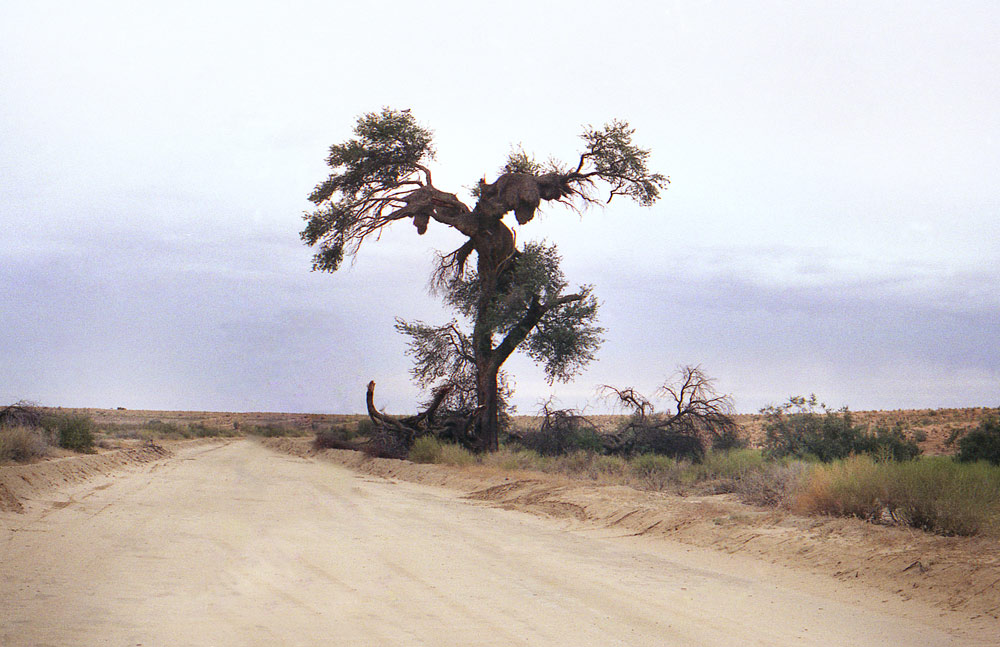 KALAHARI 41com