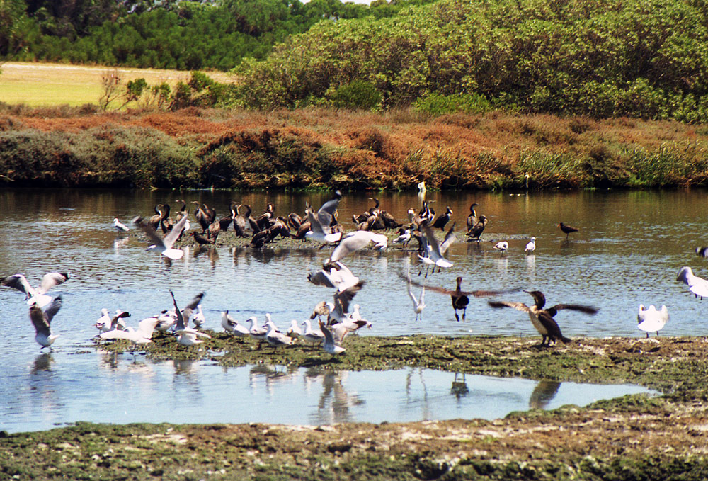 Milnertons lagoon 2